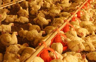 Cooperativa Agrícola Mista De Várzea Alegre - Foto 1