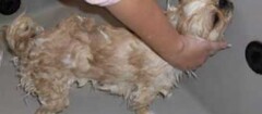 banho-e-tosa-de-animais-rondonopolis-1370912141