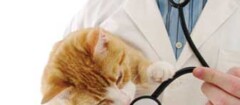 clinicas-veterinarias-rondonopolis-1370912609