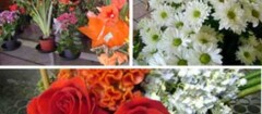 floricultura-rondonopolis-1371259555