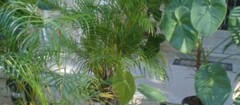 plantas-ornamentais-rondonopolis-1370988539