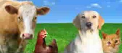 produtos-veterinarios-rondonopolis-1370916074