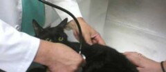 veterinários-rondonopolis-1370916696