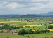 Rondonópolis exportações