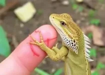 lagarto teiú