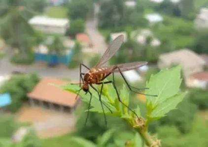 Últimas noticias de Rondonópolis