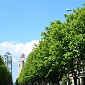arborização