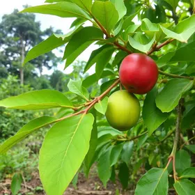 6 mil mudas de frutas e flores
