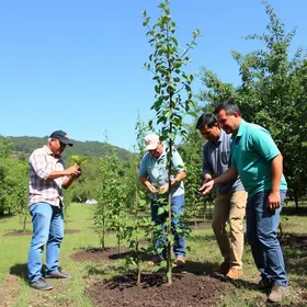 arborização em Rondonópolis