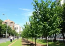 arborização urbana