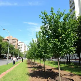 arborização urbana