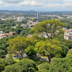 Rondonópolis arborização urbana