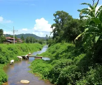 preservação do Ribeirão Arareau